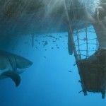 Kon-Tiki