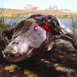Critica Robocroc