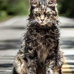 Cementerio de animales - Blog de cine