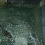 Infierno bajo el agua (Crawl) | Blog de cine