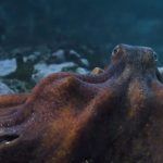 Lo que el pulpo me enseñó | Oscars 2021