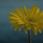 Laura, Historia de una flor, En un mometo - Filmfilicos Blog de cine
