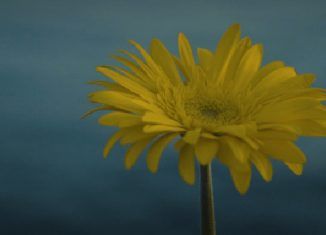 Laura, Historia de una flor, En un mometo - Filmfilicos Blog de cine
